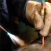 MARKAL THERMOMELT temperatūras indikators 150 46-84664-1